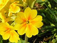 Primula Canescens (fam. Primulacees) (03) (Photo F. Mrugala)